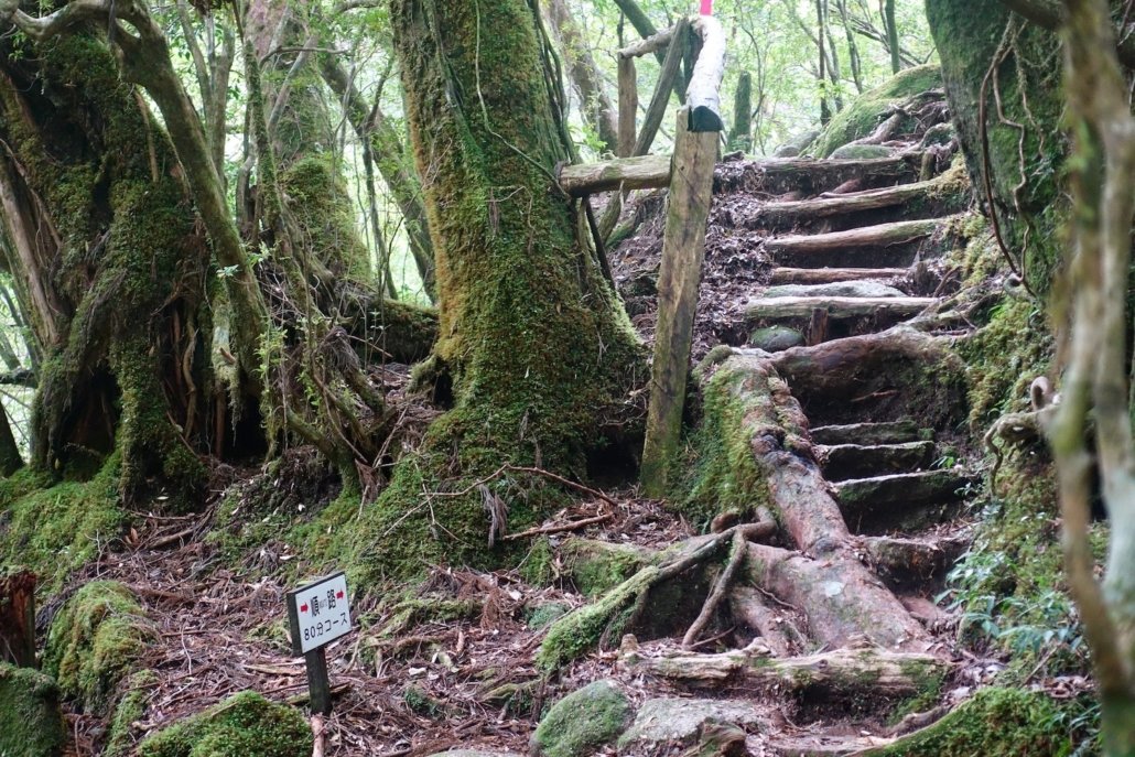 Yakushima Island in Japan, subtropical place with cedar forests