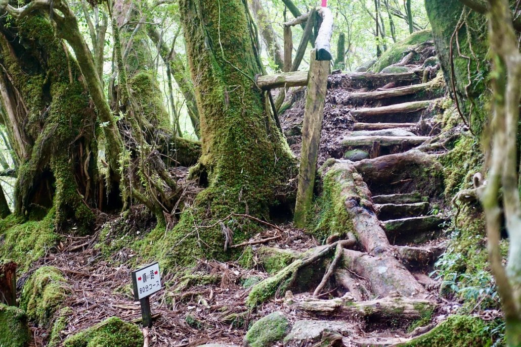 Shiratani Unsuikyo Ravine Yakushima Island: hidden gems Japan