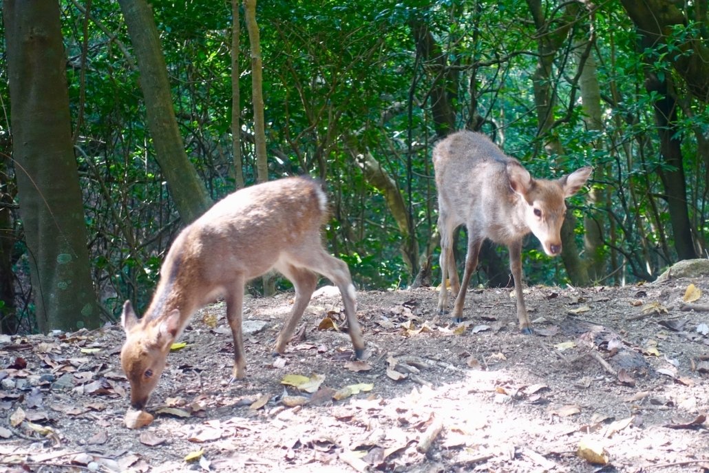 deer Seibu-rindo Forest Path Yakushima Island Japan