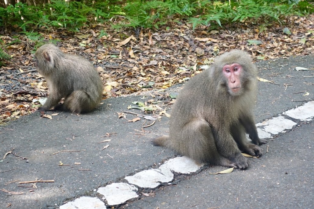 monkeys Seibu-rindo Forest Path Yakushima Island: hidden gems Japan