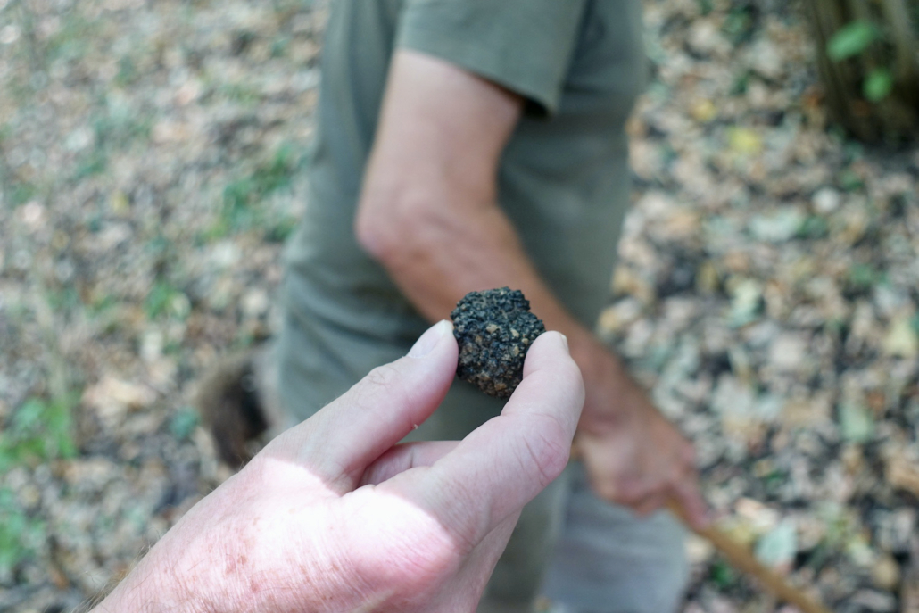 black summer truffle Piedmont's Langhe region, Italy
