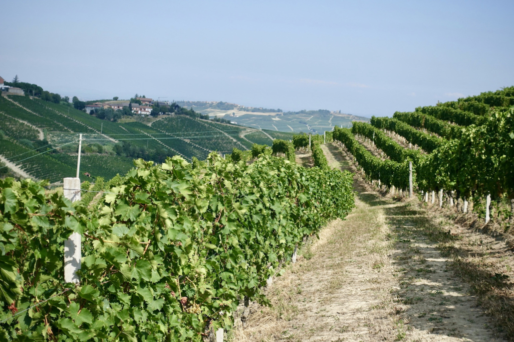 Moscato wine region Piedmont's Langhe, Italy