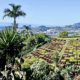 Madeira Botanical Gardens - visit Madeira