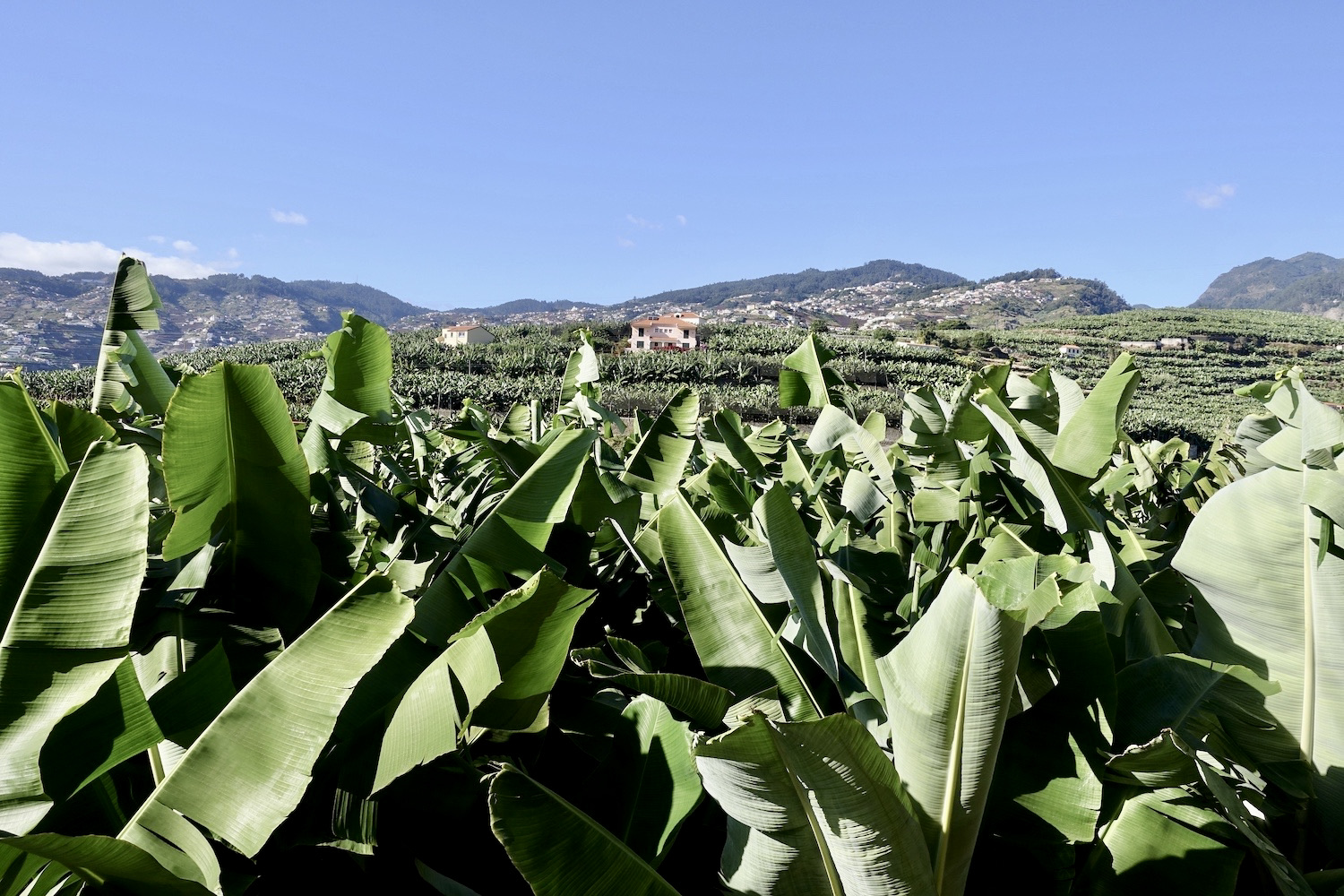 banana plantations viewed from Levada dos Piornais (Funchal), Madeira