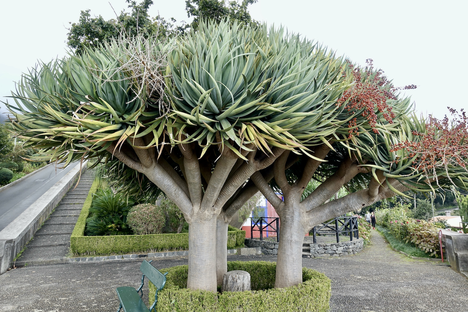 Dragon Trees at Monte Palace Tropical Gardens Funchal, Madeira