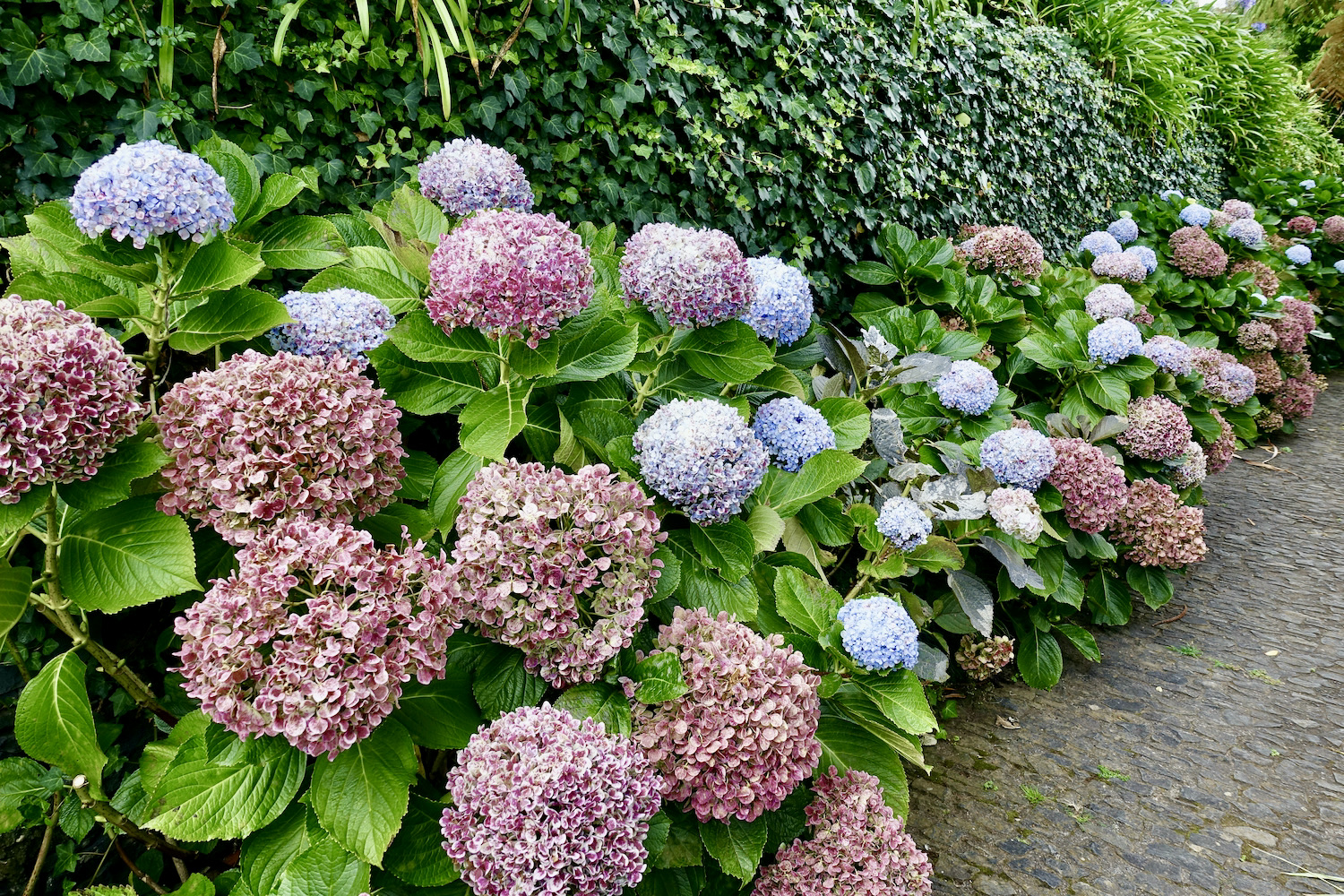 hydrangea at Monte Palace Tropical Gardens Funchal, Madeira