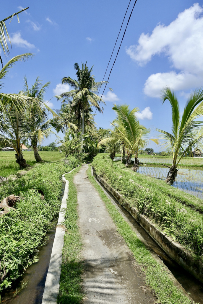Subak Juwuk Manis rice field walk Ubud Bali