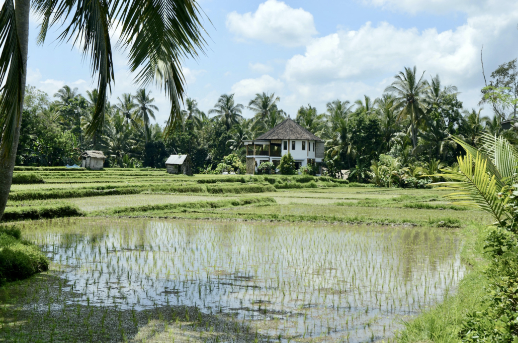 Subak Juwuk Manis rice field walk Ubud Bali - best Bali walks