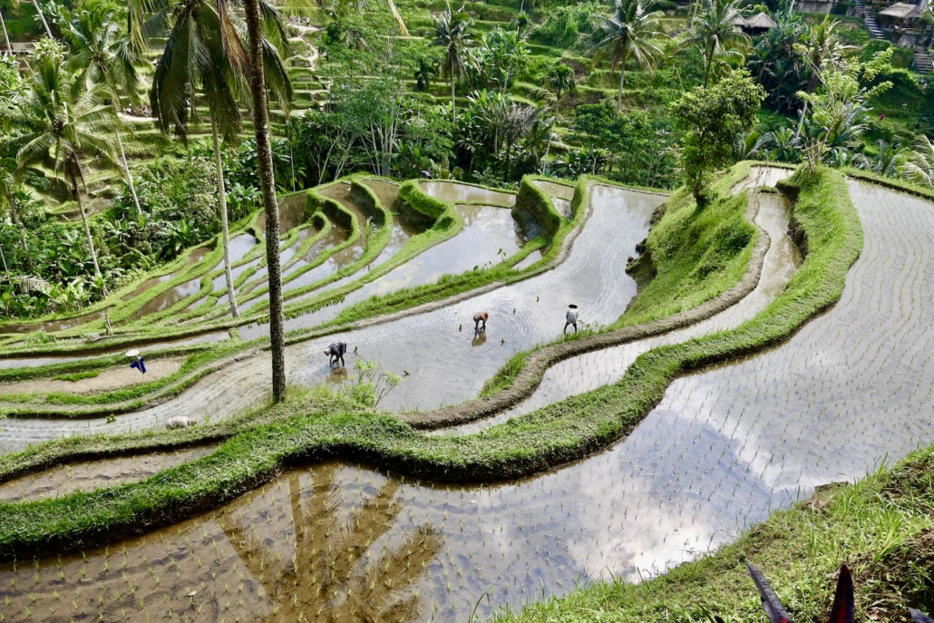 Tegallalang rice terrace walk central Bali