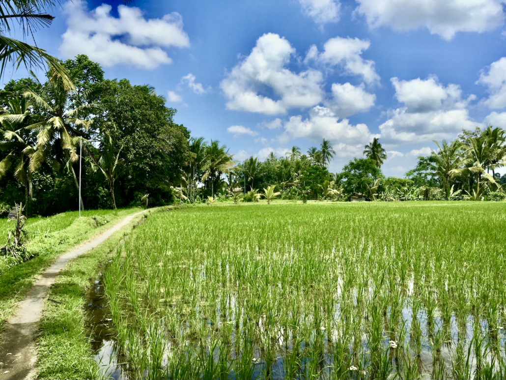 Subak Sok Wayah Rice Fields Walk Ubud Bali