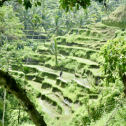 Tegallalang rice terrace walk central Bali - best Bali walks