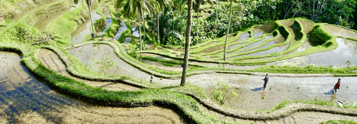 Tegallalang rice terraces - Bali luxury travel