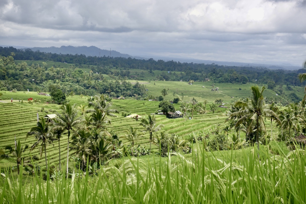 Jatiluwih Rice Terraces north Bali