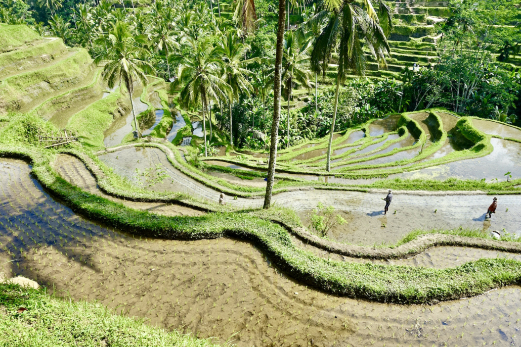 Tegallalang rice terraces central Bali