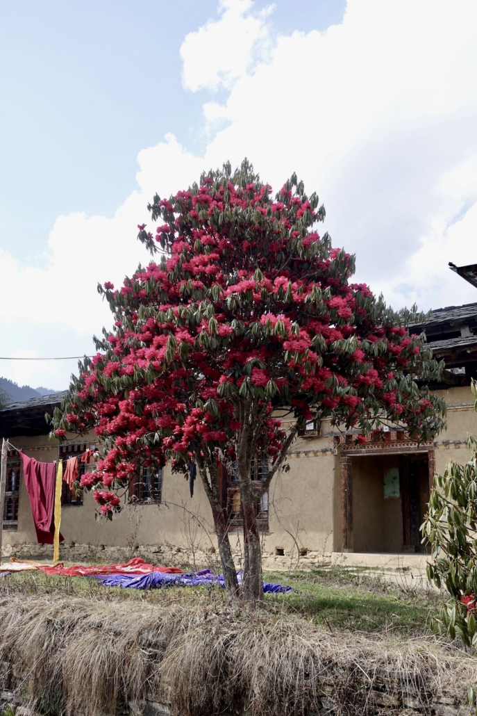 Phobjikha Valley Bhutan: rhododendron tree