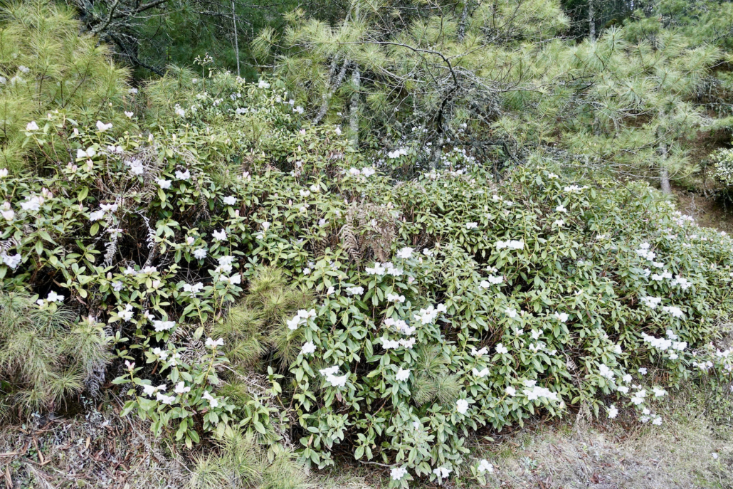 Phobjikha Valley Bhutan: rhododendrons - Bhutan 9-day itinerary