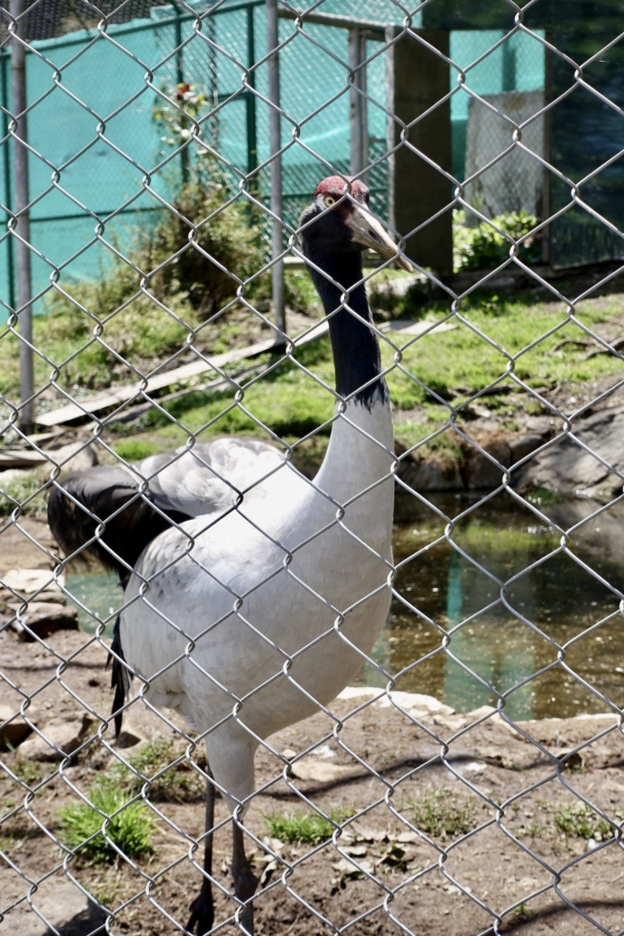 Bhutan animals: black necked cranes