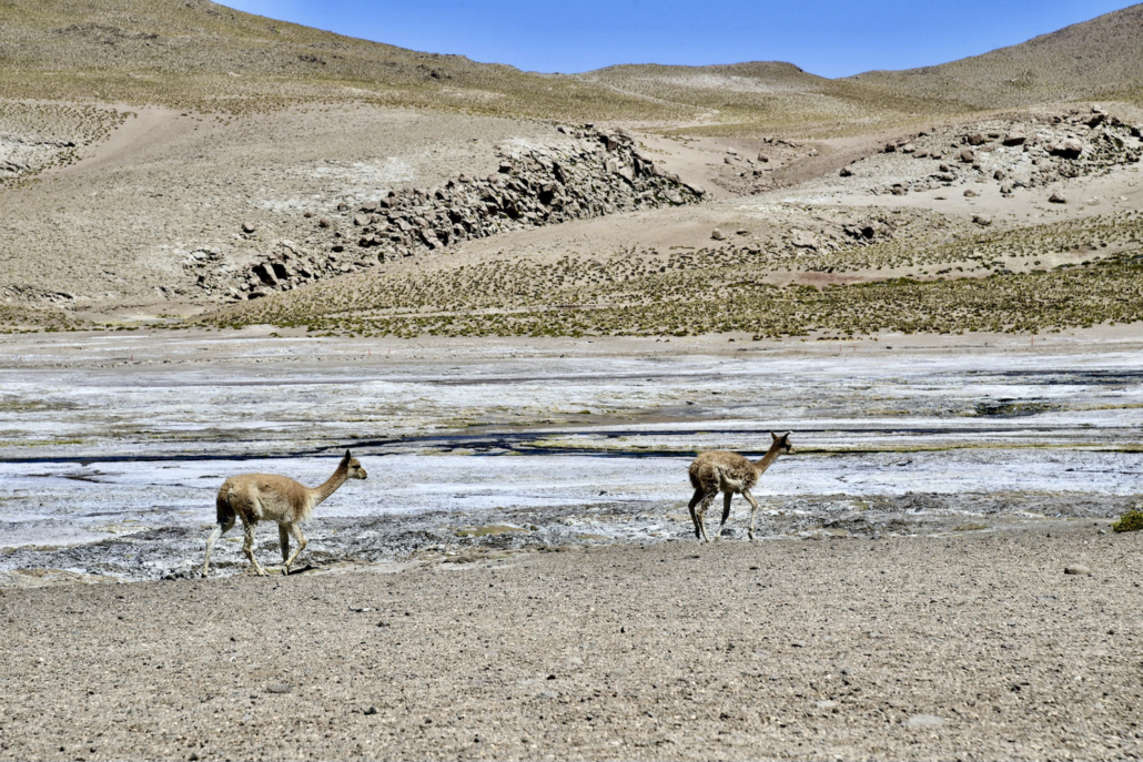 excursion to Tatio Geysers by Awasi Atacama/Chile