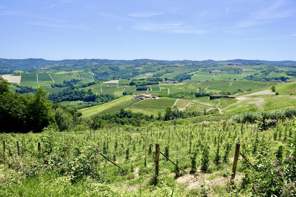 hiking in the Piedmont's Langhe south of Alba/Italy