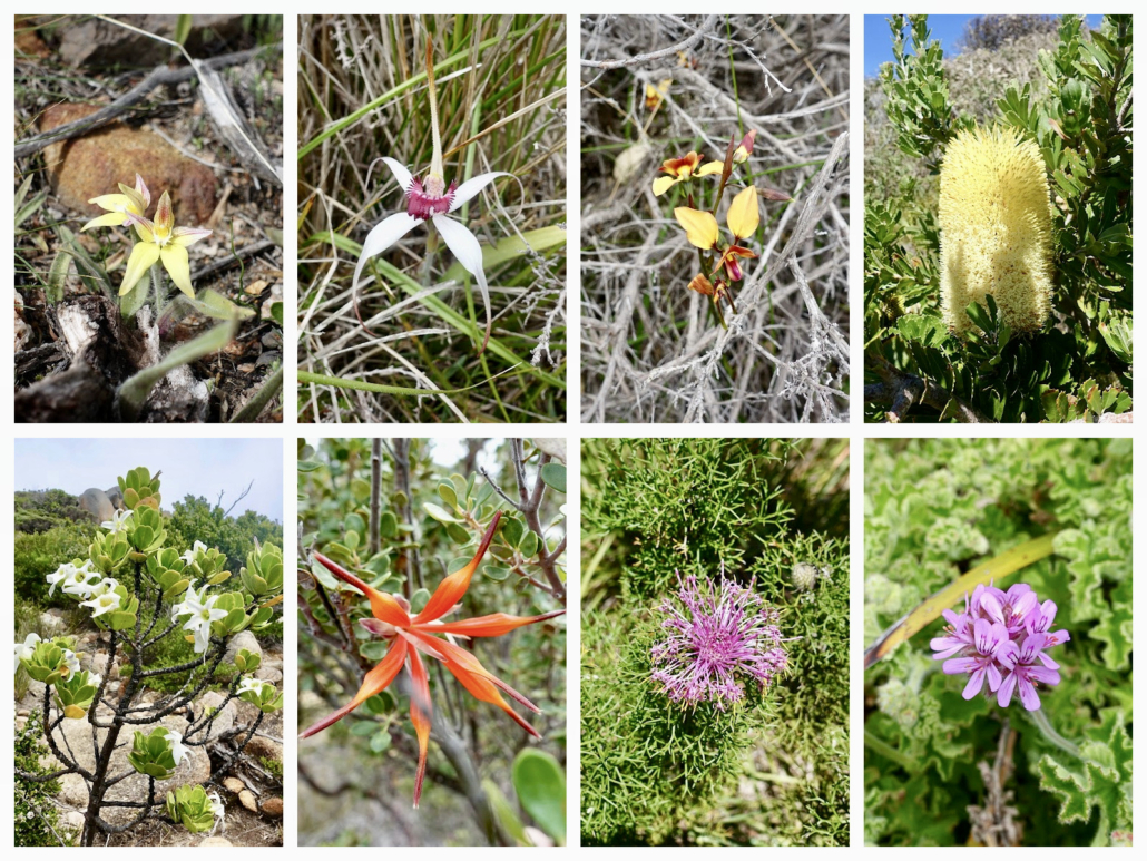 wildflowers Western Australia
